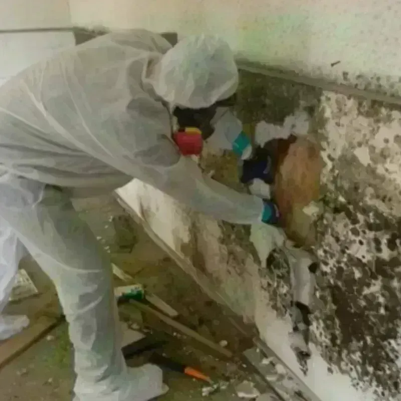 Mold Remediation and Removal in Yuma, AZ